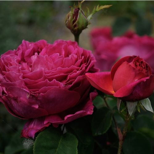 Shop - Rosa Macbeth™ - rosa - englische rosen - stark duftend - David Austin - Zarten, lebendigen, langlebigen Blüten. Diese Sorte blüht für eine lange Zeit und hat stärker Stiel als andere englische Rosen.